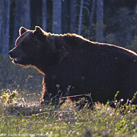 Buy canvas prints of A european brown bear  by Geoff Walker
