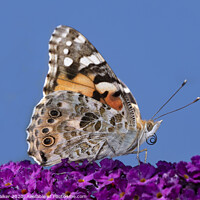 Buy canvas prints of Painted lady butterfly  by Geoff Walker
