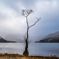 Buy canvas prints of Lone tree at Buttermere by Claire Turner