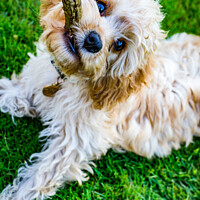 Buy canvas prints of Close up of Cavapoo with stick  by Claire Turner