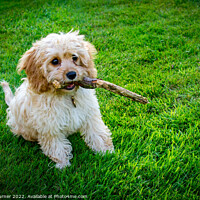 Buy canvas prints of Cavapoo puppy sat on grass with its stick by Claire Turner