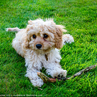 Buy canvas prints of Cavapoo with stick  by Claire Turner