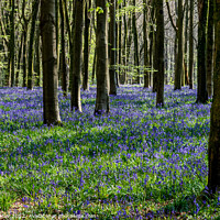 Buy canvas prints of Bluebells in the wild woods #1 by Claire Turner