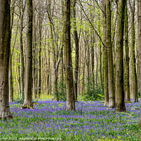 Buy canvas prints of Bluebells in Wild Woods #3 by Claire Turner