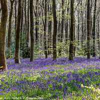 Buy canvas prints of Bluebells in Wild Woods #2 by Claire Turner