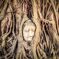 Buy canvas prints of Buddha head in tree roots by Claire Turner