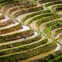 Buy canvas prints of Rice terraces in China by Claire Turner