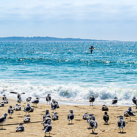 Buy canvas prints of Gulls and a Pelican on Marina Beach by Claire Turner