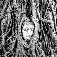 Buy canvas prints of Ayutthaya Buddha head in tree by Claire Turner