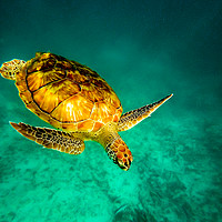 Buy canvas prints of Green turtle  by Claire Turner