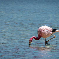 Buy canvas prints of Flamingo in water by Claire Turner