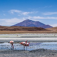 Buy canvas prints of Bolivian wilderness by Claire Turner