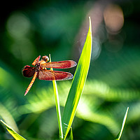 Buy canvas prints of Red dragonfly by Claire Turner