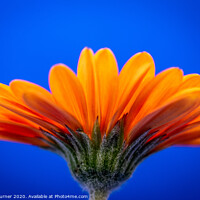 Buy canvas prints of Orange Gerbera Daisy by Claire Turner