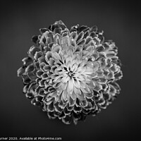 Buy canvas prints of Chrysanthemum Close up  by Claire Turner