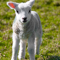 Buy canvas prints of A Newborn Lamb, Carleton-In-Craven by Tom Holmes