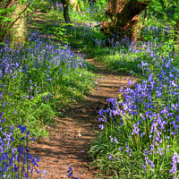 Buy canvas prints of Bluebell Path by Tom Holmes