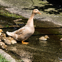 Buy canvas prints of Duck & Ducklings by Tom Holmes