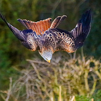 Buy canvas prints of Red Kite Swooping by Gary Britton