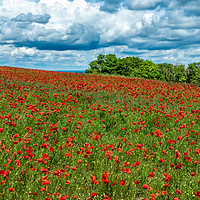 Buy canvas prints of Poppy Fields at Bury Hill by Chris Allen