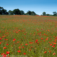 Buy canvas prints of Poppy Field by Graham Dobson