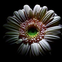Buy canvas prints of Lovely Germini-gerbera  by D Buttolph Photography
