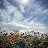 Buy canvas prints of Lovely Poppy’s  by D Buttolph Photography