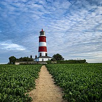 Buy canvas prints of Happisburgh lighthouse Norfolk  by D Buttolph Photography