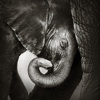 Buy canvas prints of Baby elephant seeking comfort by Johan Swanepoel