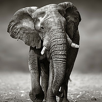 Buy canvas prints of African Elephant approaching from the front by Johan Swanepoel