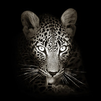 Buy canvas prints of Leopard portrait in the dark by Johan Swanepoel