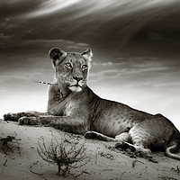 Buy canvas prints of Lioness on desert dune by Johan Swanepoel