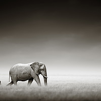 Buy canvas prints of Elephant with zebra (Artistic processing) by Johan Swanepoel