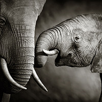 Buy canvas prints of Elephant affection (Artistic processing) by Johan Swanepoel