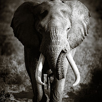 Buy canvas prints of Elephant Bull with huge tusks by Johan Swanepoel