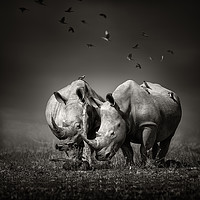 Buy canvas prints of White Rhinoceros with birds by Johan Swanepoel