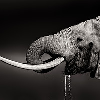 Buy canvas prints of Elephant bull drinking water by Johan Swanepoel