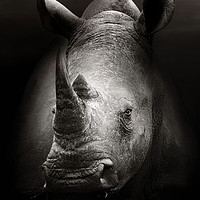 Buy canvas prints of Rhinoceros portrait close-up by Johan Swanepoel