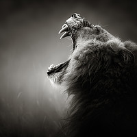 Buy canvas prints of Lion displaying dangerous teeth by Johan Swanepoel