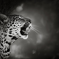 Buy canvas prints of Leopard portrait by Johan Swanepoel