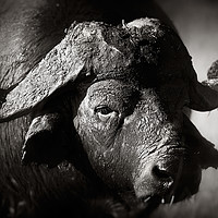Buy canvas prints of African buffalo portrait (Syncerus caffer) - Kruge by Johan Swanepoel