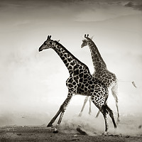 Buy canvas prints of Majestic Giraffe Stampede by Johan Swanepoel