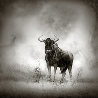 Buy canvas prints of Blue Wildebeest in rainstorm by Johan Swanepoel