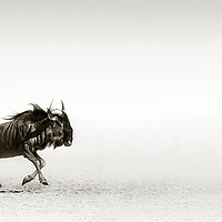 Buy canvas prints of Blue wildebeest in desert by Johan Swanepoel