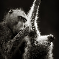 Buy canvas prints of Chacma Baboons Grooming by Johan Swanepoel