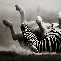 Buy canvas prints of Zebra rolling in the dust by Johan Swanepoel