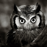 Buy canvas prints of Whitefaced Owl portrait by Johan Swanepoel