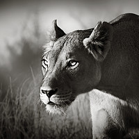 Buy canvas prints of Lioness stalking by Johan Swanepoel