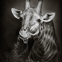 Buy canvas prints of Giraffe eating leaves by Johan Swanepoel