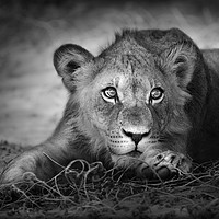Buy canvas prints of Young lion portrait by Johan Swanepoel